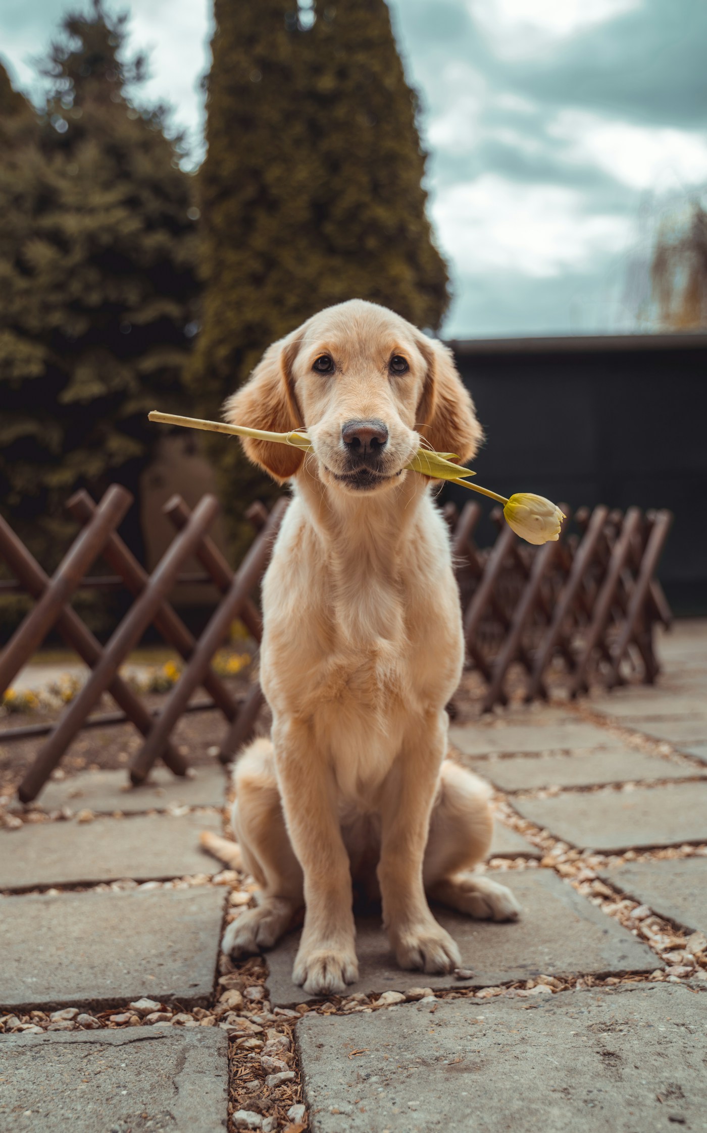 Golden retriever enjoying time outdoors